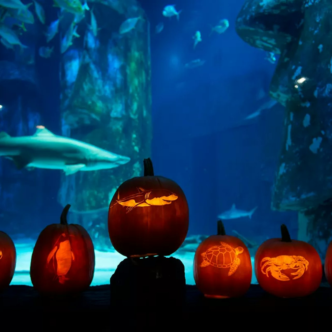 SEA LIFE Kansas City: Entry Ticket - Photo 1 of 13